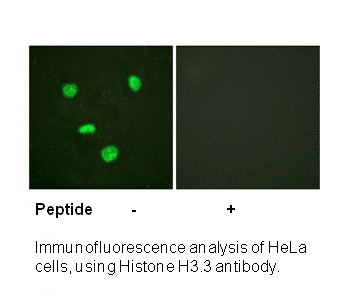 Product image for Histone H3.3 (Ab-31) Antibody