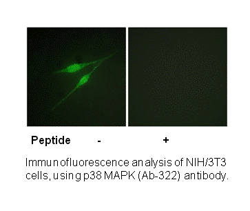 Product image for p38 MAPK (Ab-322) Antibody