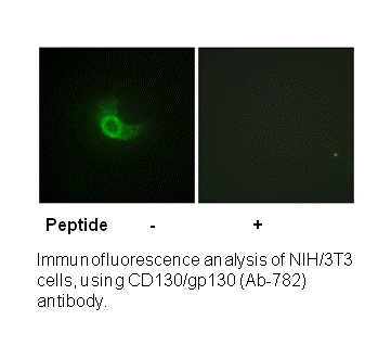 Product image for CD130/gp130 (Ab-782) Antibody