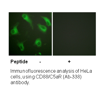 Product image for CD88/C5aR (Ab-338) Antibody