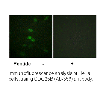 Product image for CDC25B (Ab-353) Antibody