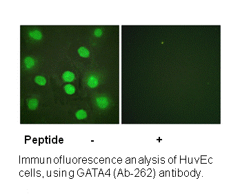 Product image for GATA4 (Ab-262) Antibody