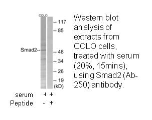 Product image for Smad2 (Ab-250) Antibody