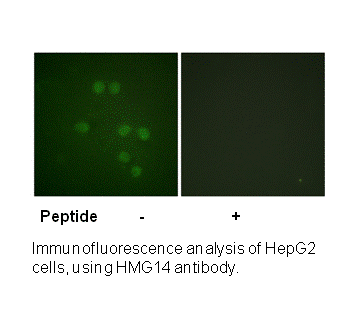 Product image for HMG14 (Ab-21) Antibody