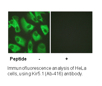 Product image for Kir5.1 (Ab-416) Antibody