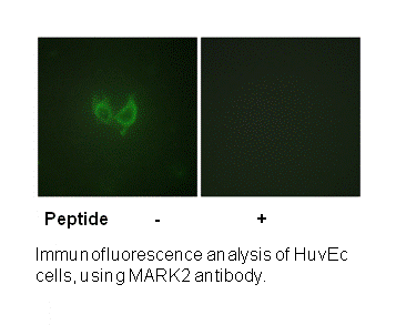 Product image for MARK2 (Ab-596) Antibody