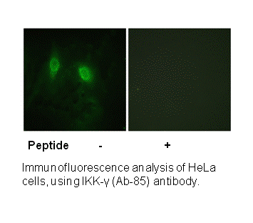 Product image for IKK-&gamma; (Ab-85) Antibody