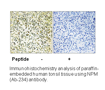 Product image for NPM (Ab-234) Antibody