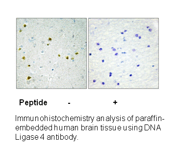 Product image for DNA Ligase 4 (Ab-650) Antibody