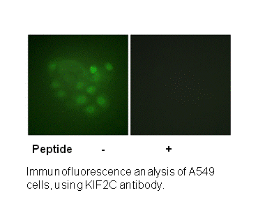 Product image for KIF2C (Ab-95) Antibody