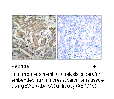 Product image for BAD (Ab-155) Antibody