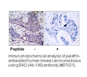 Product image for BAD (Ab-136) Antibody