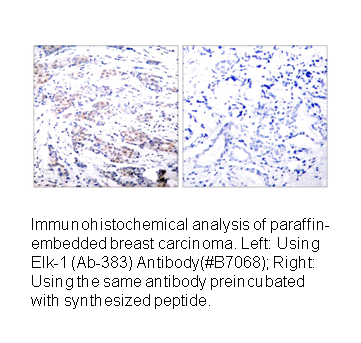 Product image for Elk1 (Ab-383) Antibody