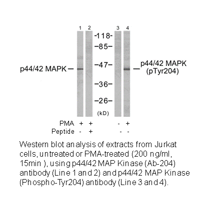 Product image for p44/42 MAP Kinase (Ab-204) Antibody