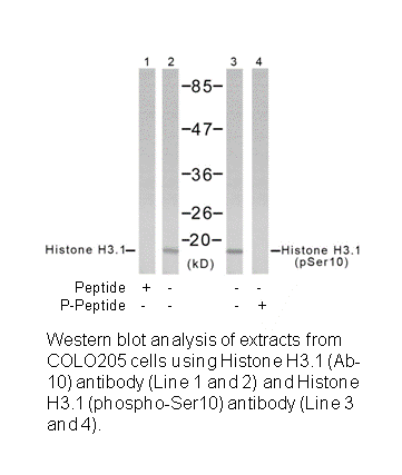 Product image for Histone H3.1 (Ab-10) Antibody