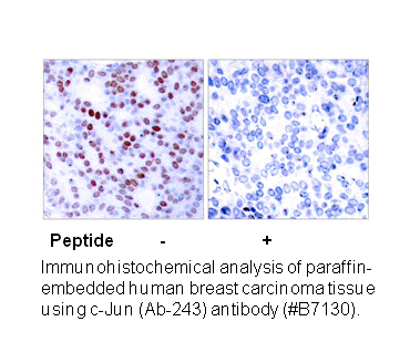 Product image for c-Jun (Ab-243) Antibody