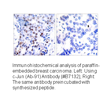 Product image for c-Jun (Ab-91) Antibody