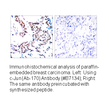 Product image for c-Jun (Ab-170) Antibody