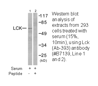 Product image for Lck (Ab-393) Antibody