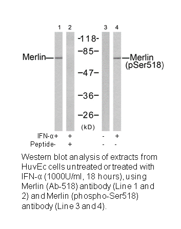 Product image for Merlin (Ab-518) Antibody