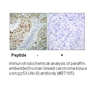 Product image for p53 (Ab-6) Antibody