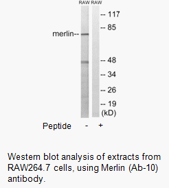 Product image for Merlin (Ab-10) Antibody