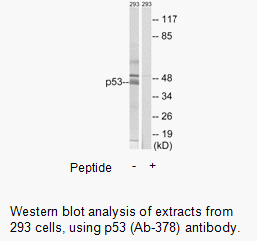 Product image for p53 (Ab-378) Antibody