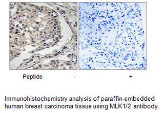 Product image for MLK1/2 (Ab-312/266) Antibody