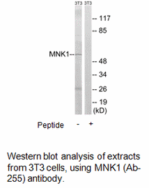 Product image for MNK1 (Ab-255) Antibody