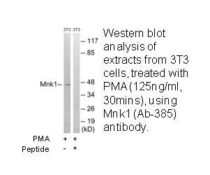 Product image for Mnk1 (Ab-385) Antibody