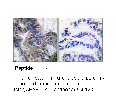 Product image for APAF-1-ALT Antibody