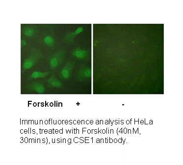 Product image for CSE1L Antibody