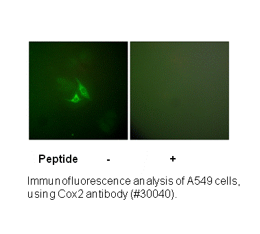 Product image for Cox2 Antibody