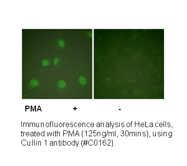 Product image for Cullin 1 Antibody