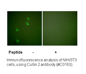 Product image for Cullin 2 Antibody