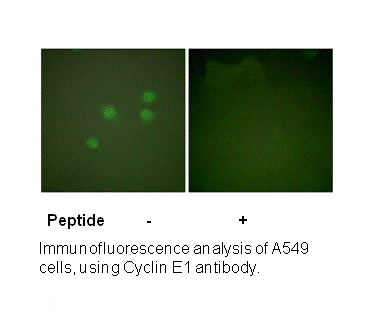 Product image for Cyclin E1 Antibody