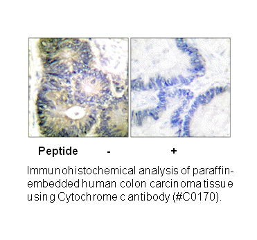 Product image for Cytochrome c Antibody