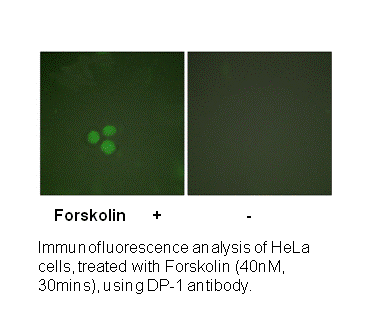 Product image for DP-1 Antibody