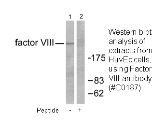 Product image for Factor VIII Antibody