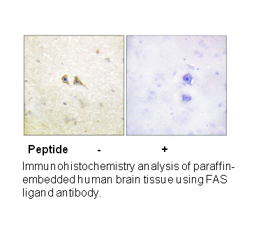 Product image for FAS ligand Antibody