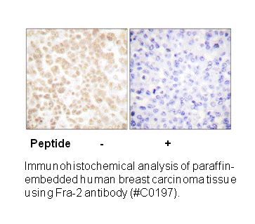 Product image for Fra-2 Antibody