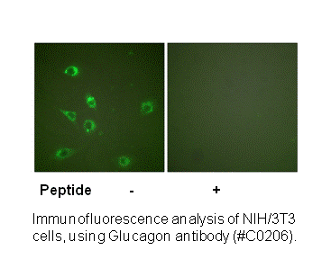 Product image for Glucagon Antibody