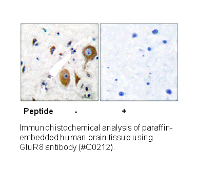 Product image for mGluR8 Antibody