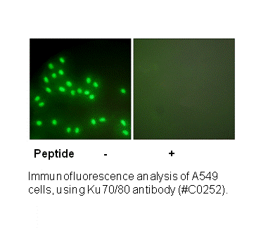 Product image for Ku70/80 Antibody