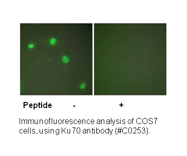 Product image for Ku70 Antibody