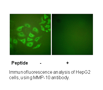 Product image for MMP-10 Antibody