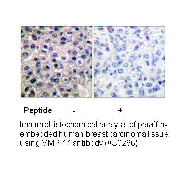 Product image for MMP-14 Antibody