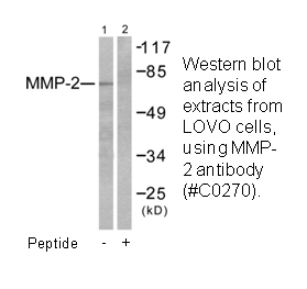 Product image for MMP-2 Antibody