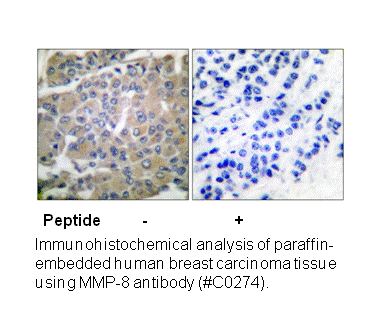 Product image for MMP-8 Antibody