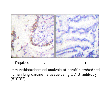 Product image for OCT3 Antibody